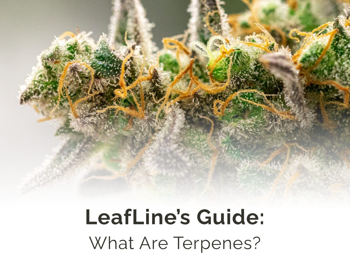 what-are-terpenes-leafline